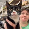 adoptable Cat in , DC named Yin