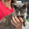 adoptable Cat in  named CareBear