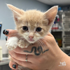 adoptable Cat in , DC named Calcifer