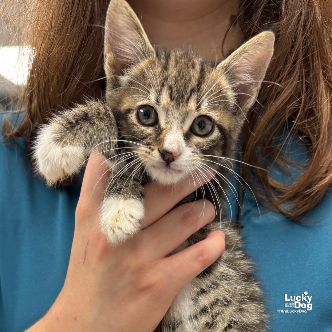 adoptable Cat in Washington, DC named Cyborg