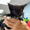adoptable Cat in , DC named Champ