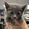 adoptable Cat in , DC named Cheer