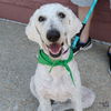 adoptable Dog in  named Dante