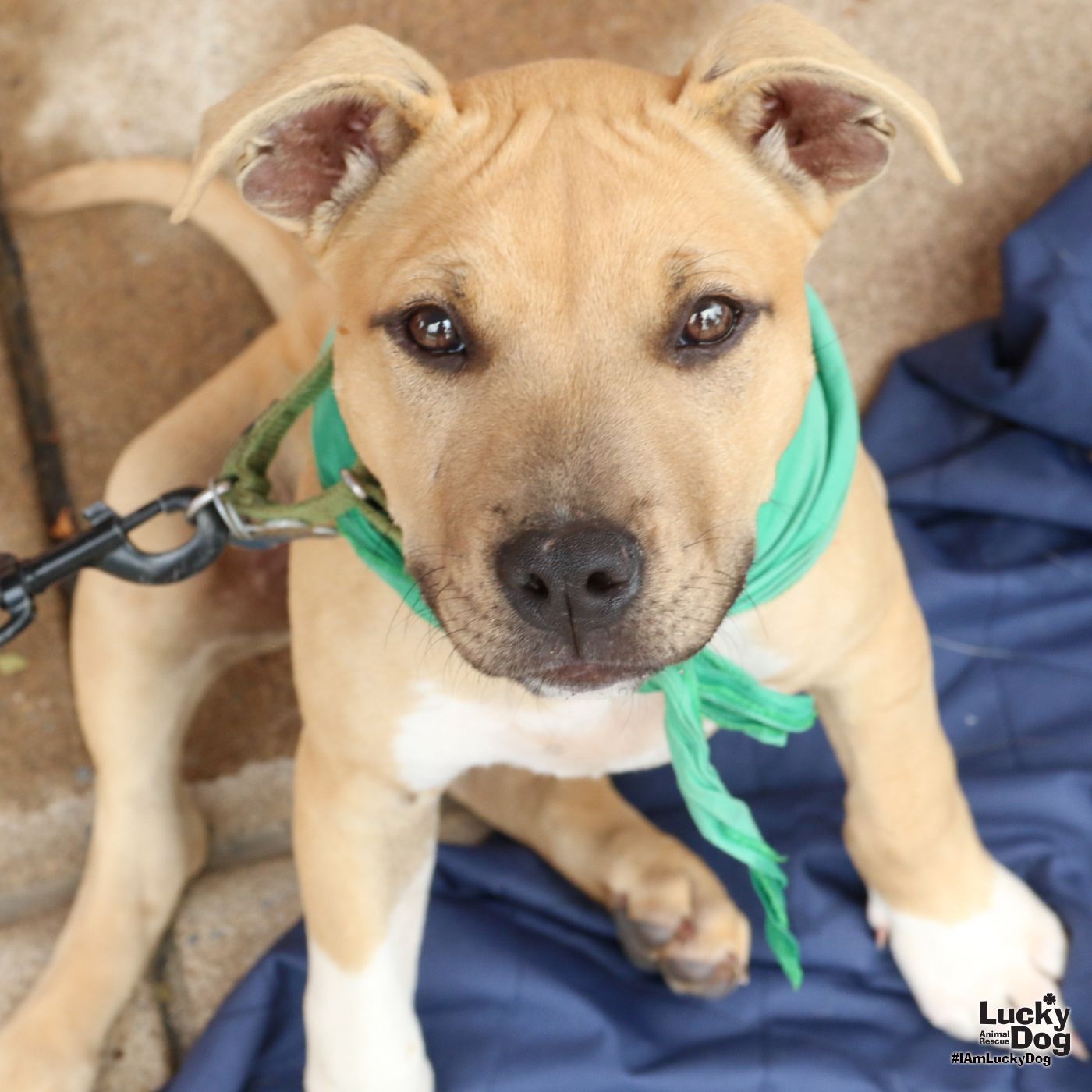 adoptable Dog in Washington, DC named Dahlia