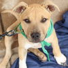 adoptable Dog in  named Dahlia