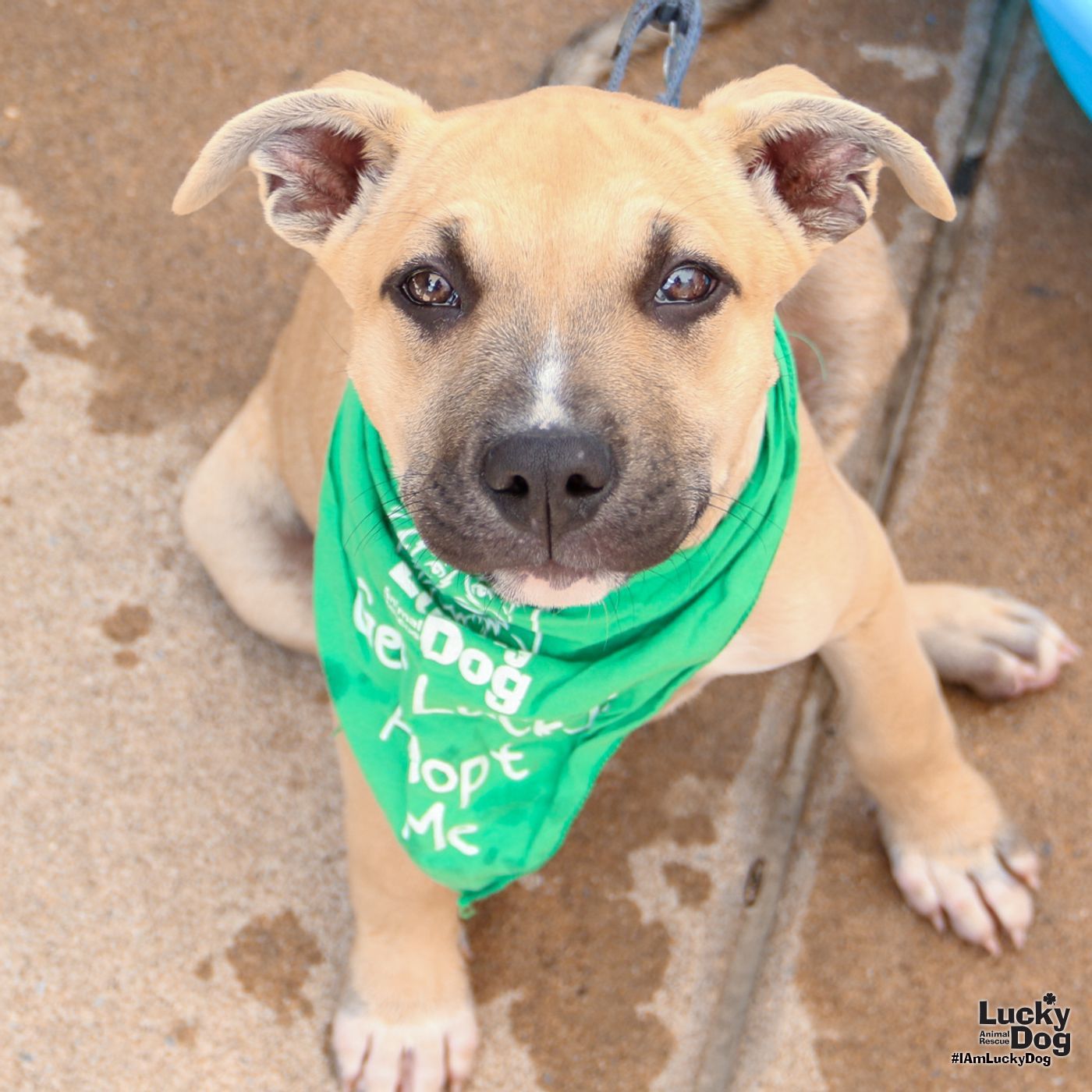 adoptable Dog in Washington, DC named Daniella