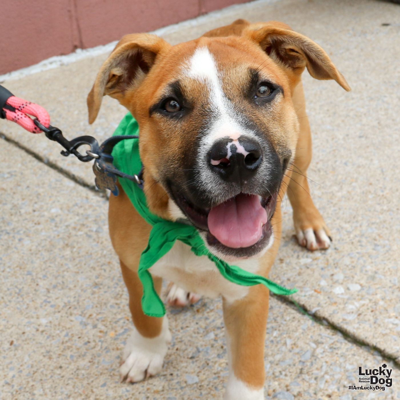 adoptable Dog in Washington, DC named Doris