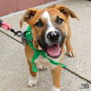 adoptable Dog in  named Doris