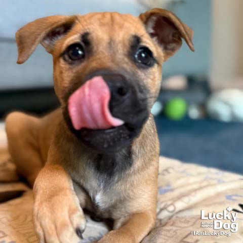 adoptable Dog in Washington, DC named Taylor Swift
