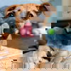 adoptable Dog in  named Taylor Swift