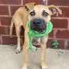 adoptable Dog in , DC named Taylor Swift
