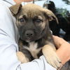 adoptable Dog in  named Tara Reed