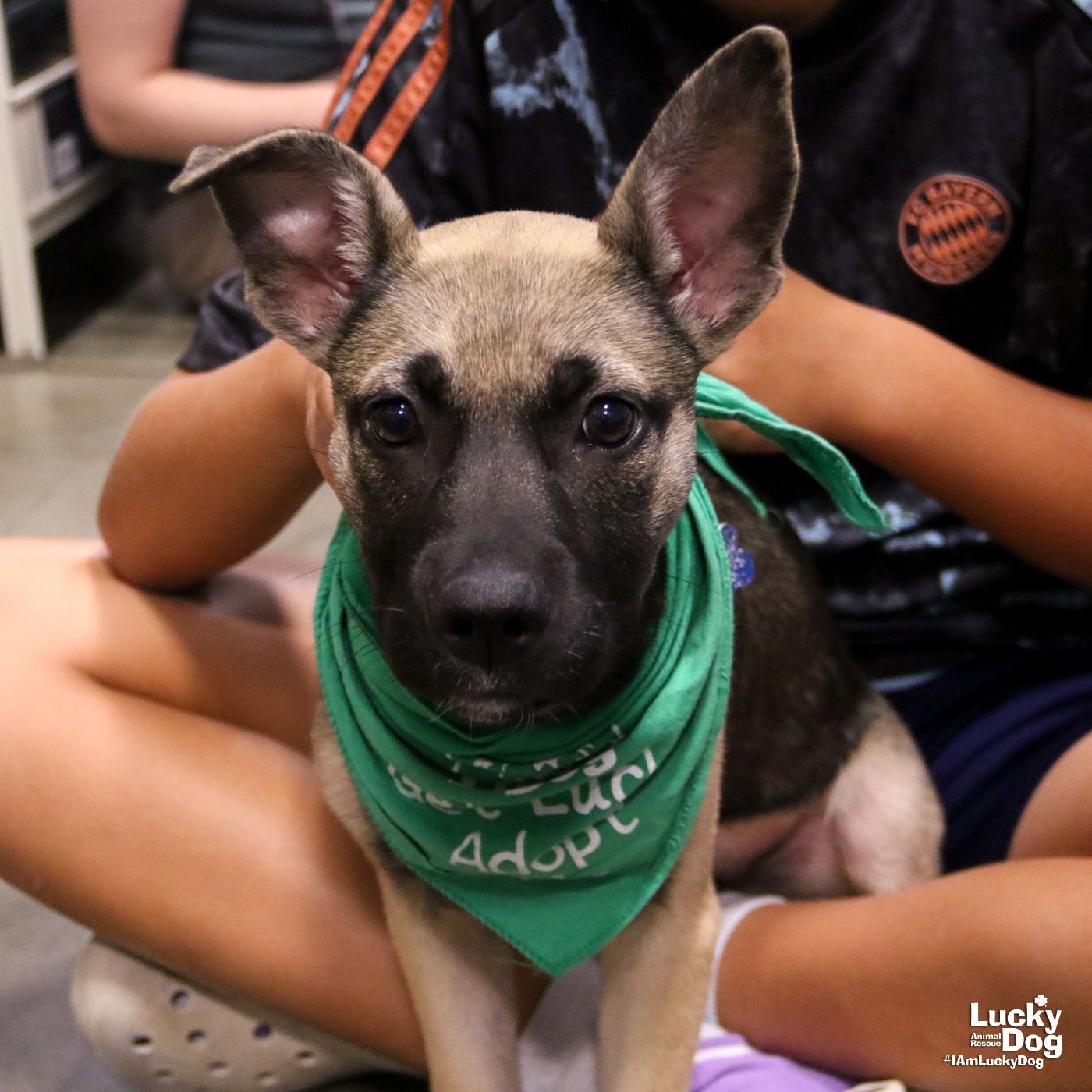 adoptable Dog in Washington, DC named Tara Reed