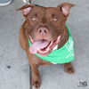 adoptable Dog in  named Cleo