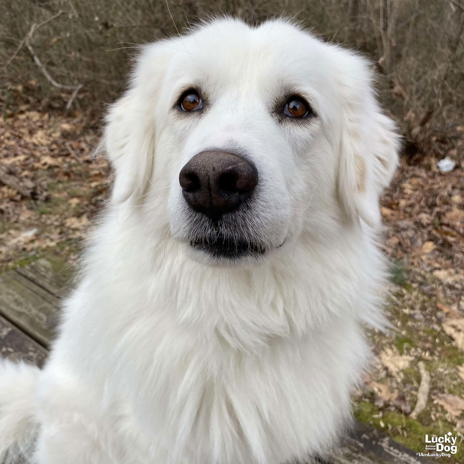 adoptable Dog in Washington, DC named Annie