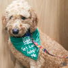 adoptable Dog in  named Leroy