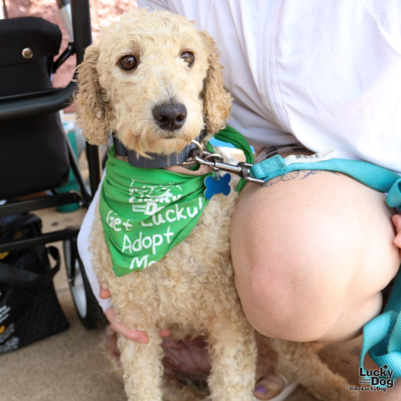 adoptable Dog in Washington, DC named Dolly