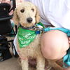 adoptable Dog in , DC named Dolly