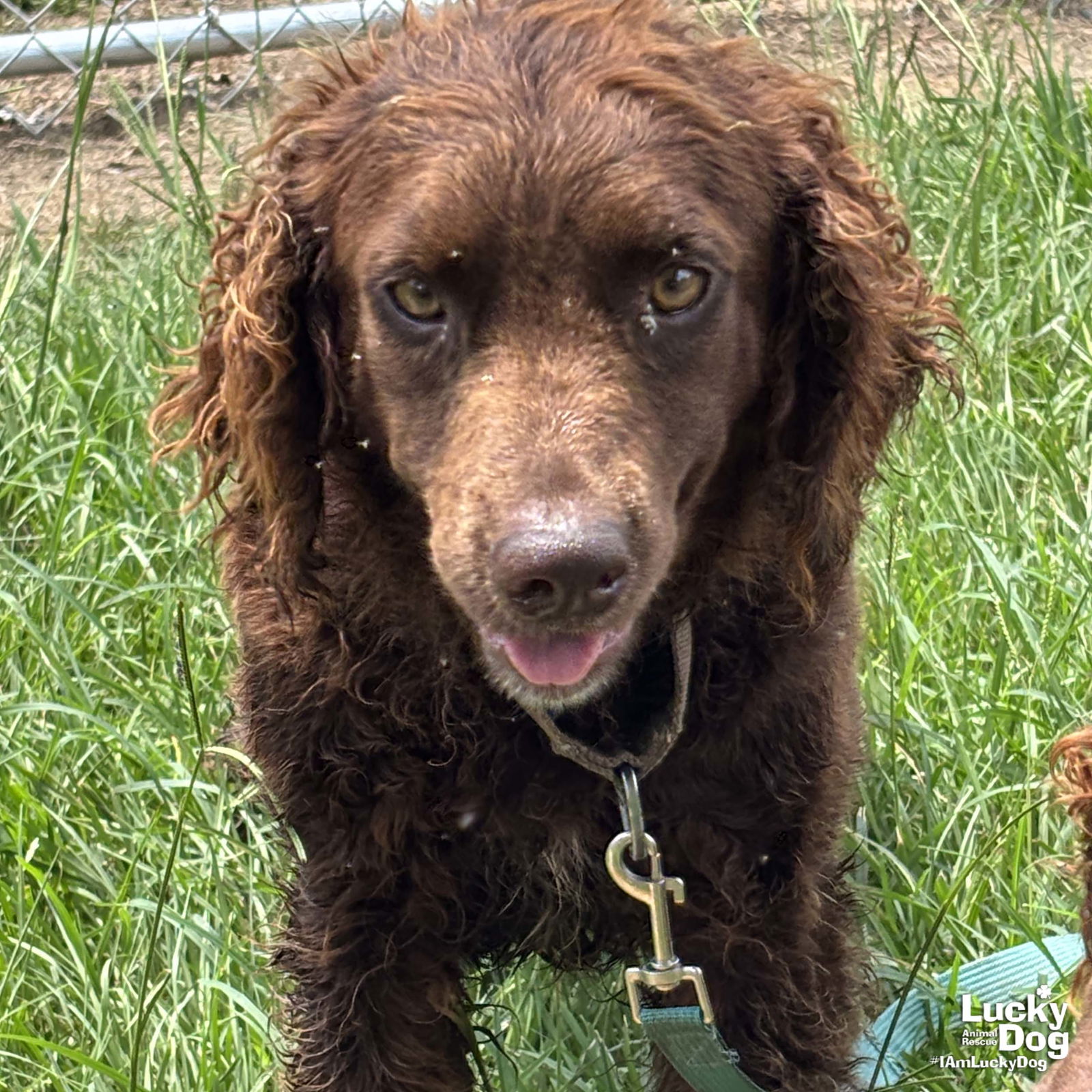 adoptable Dog in Washington, DC named Lilly Ann