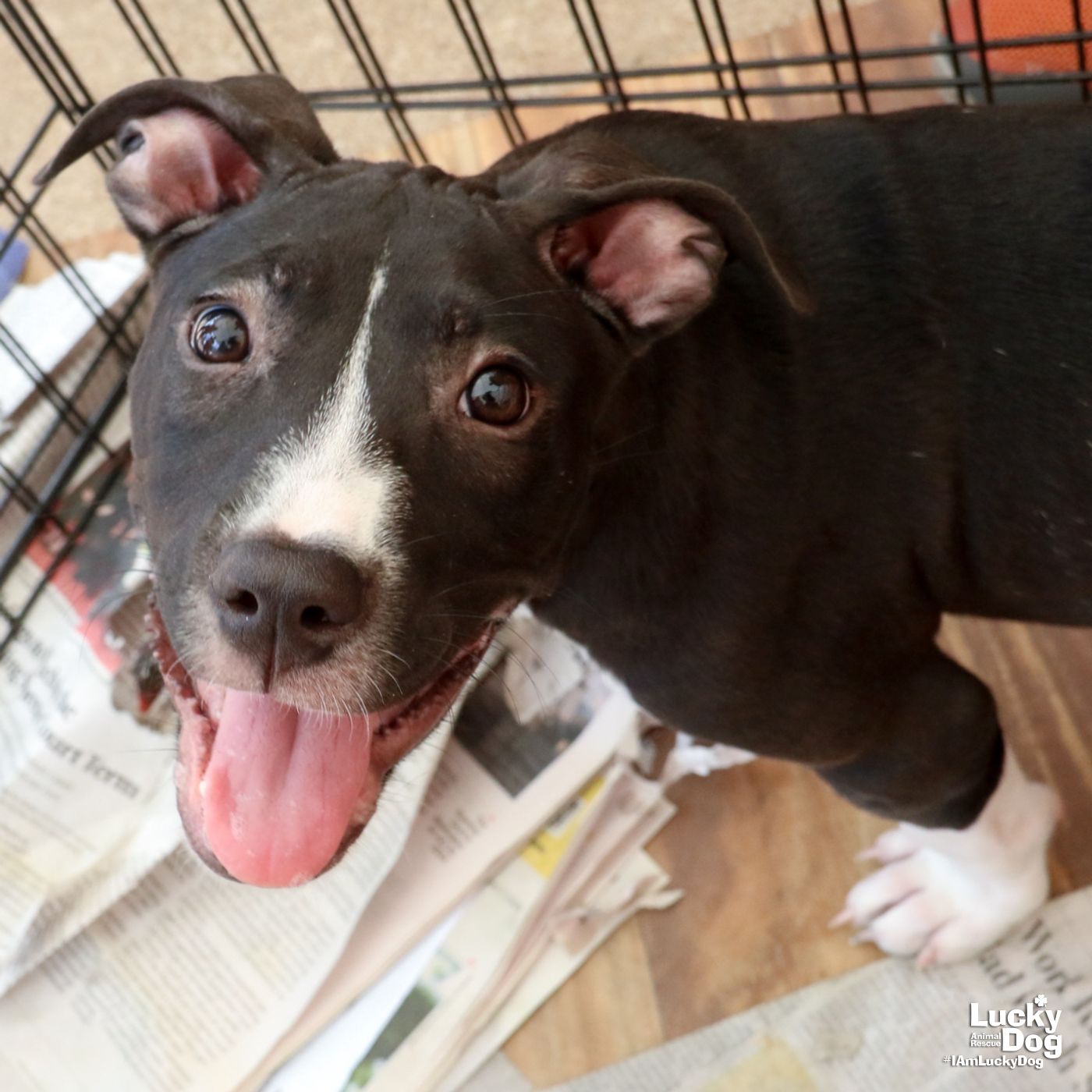 adoptable Dog in Washington, DC named Tater Tot