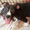 adoptable Dog in Washington, DC named Tater Tot