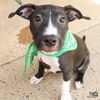 adoptable Dog in , DC named Tater Tot