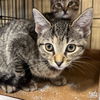 adoptable Cat in Washington, DC named Gabby