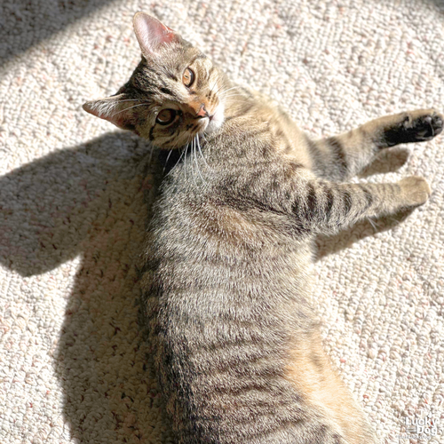 GABBY - Domestic Short Hair available for adoption