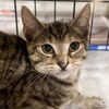 adoptable Cat in Washington, DC named Glenda
