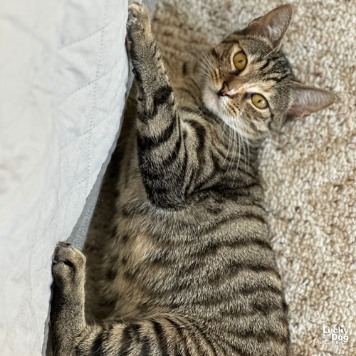 GLENDA - Domestic Short Hair available for adoption