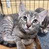 adoptable Cat in Washington, DC named Jackie