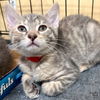 adoptable Cat in Washington, DC named Jessica