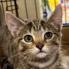 adoptable Cat in Washington, DC named Jug
