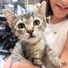 adoptable Cat in Washington, DC named Juice