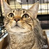 adoptable Cat in Washington, DC named Roe