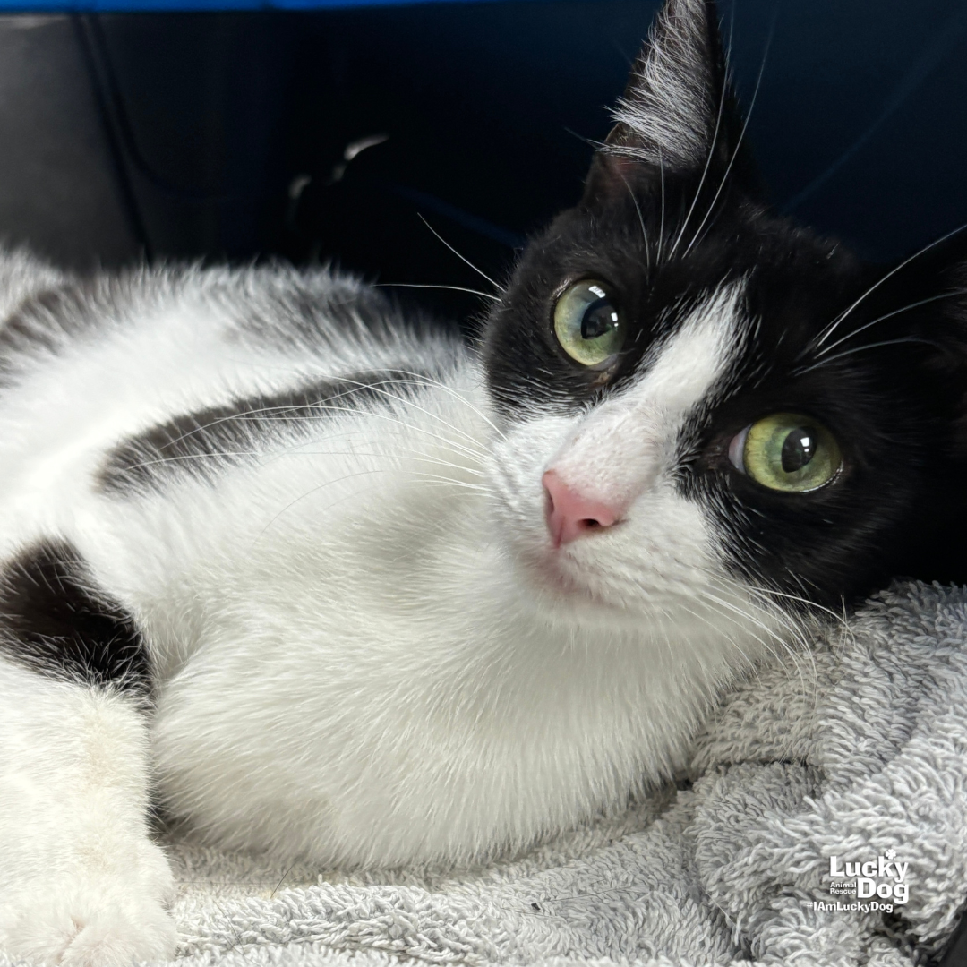 adoptable Cat in Washington, DC named Mindy