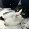 adoptable Cat in Washington, DC named Mindy