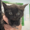 adoptable Cat in Washington, DC named Manley