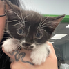 adoptable Cat in Washington, DC named Mulligan