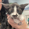 adoptable Cat in Washington, DC named Mork