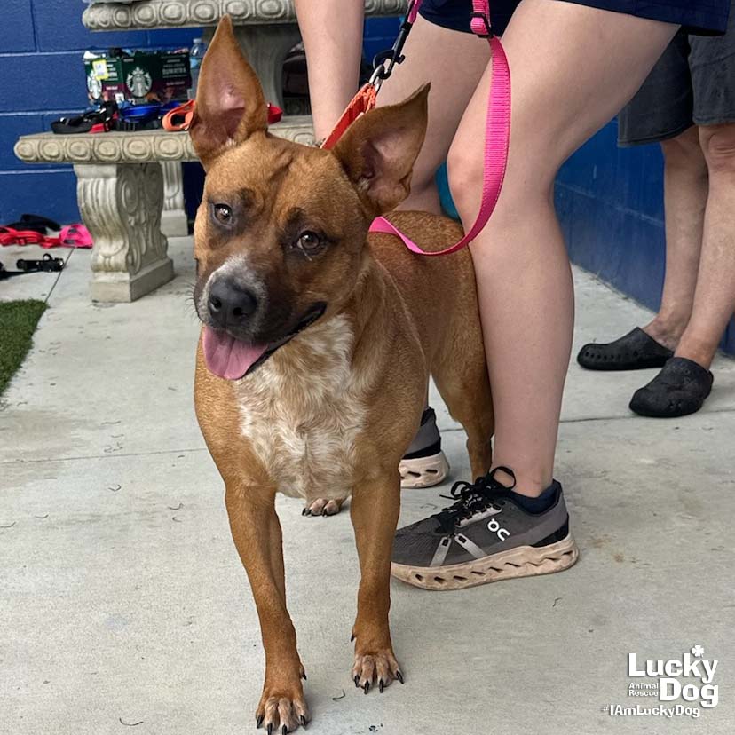 adoptable Dog in Washington, DC named Shirley