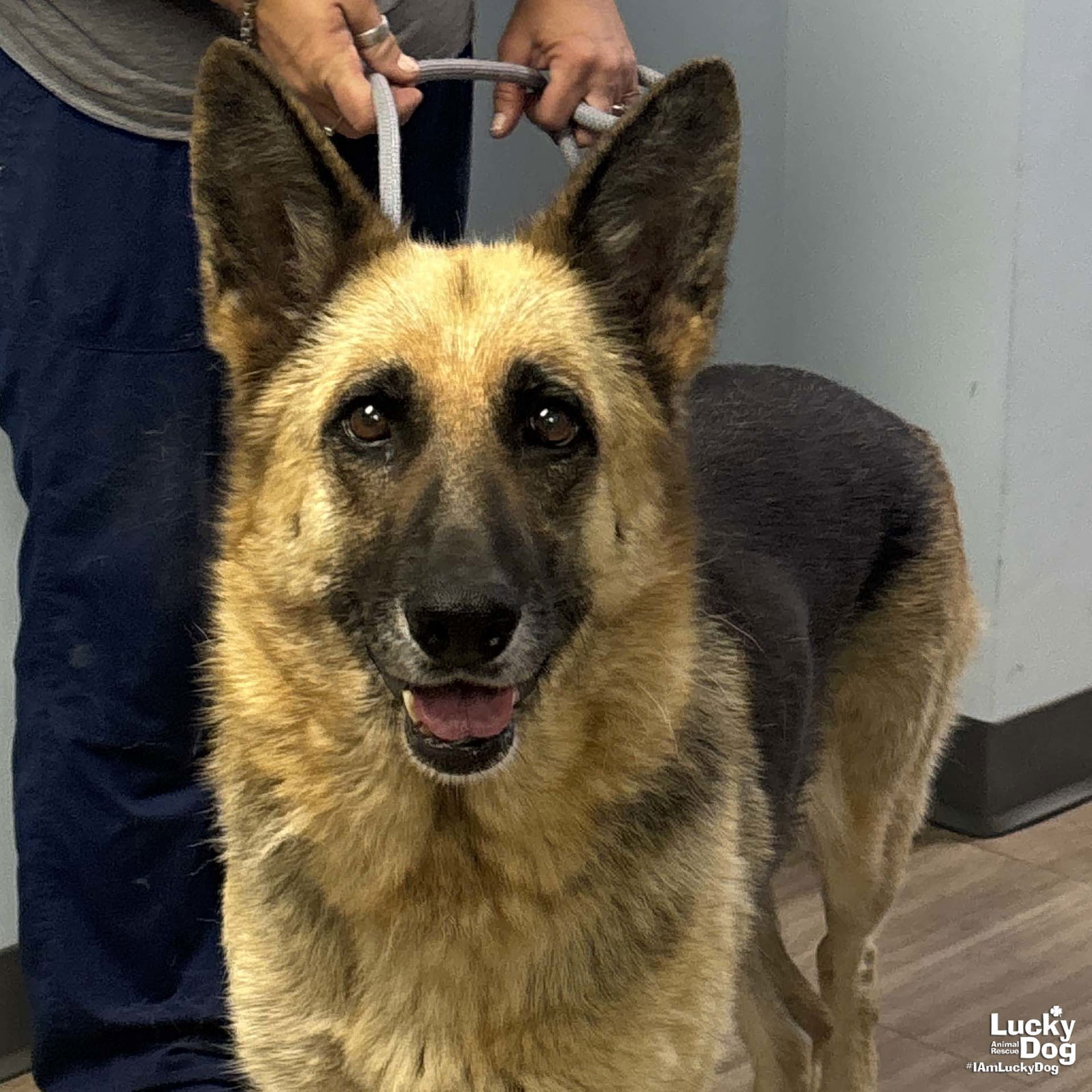 adoptable Dog in Washington, DC named Mary Ellen