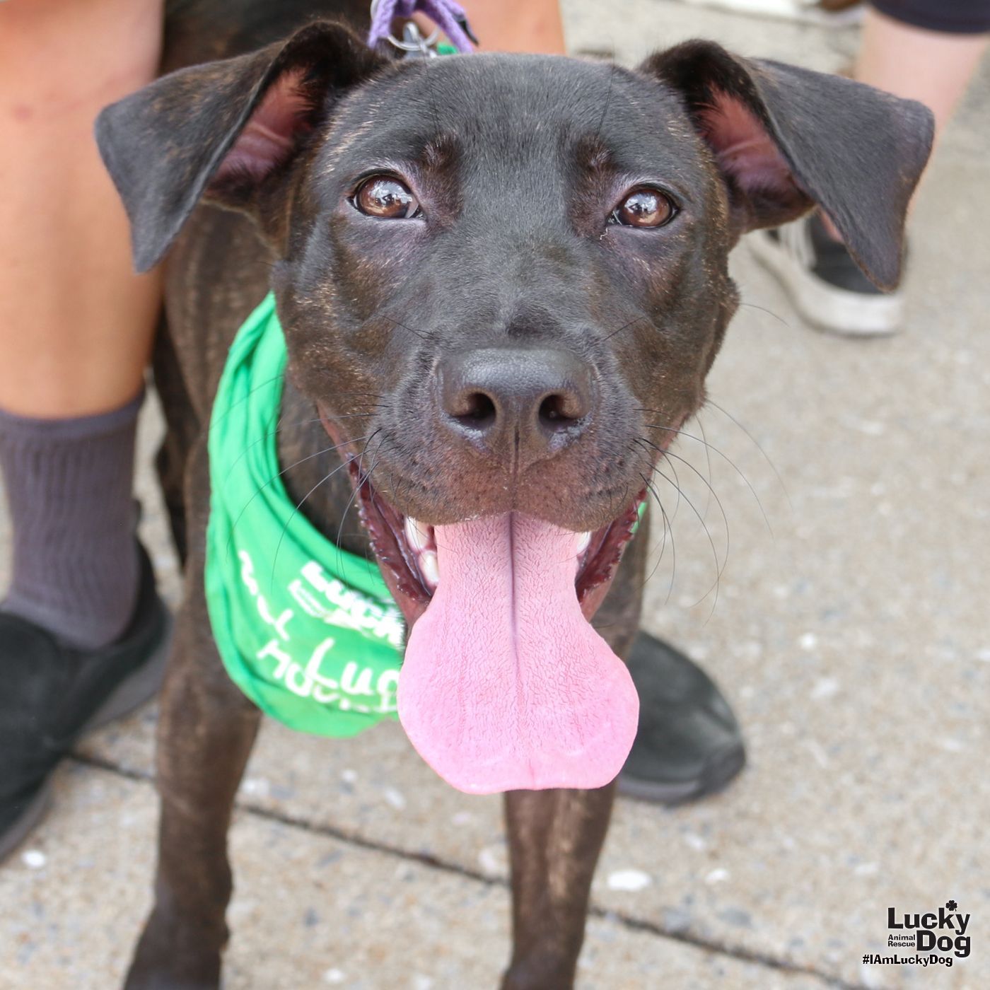 adoptable Dog in Washington, DC named Azura