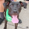 adoptable Dog in  named Azura