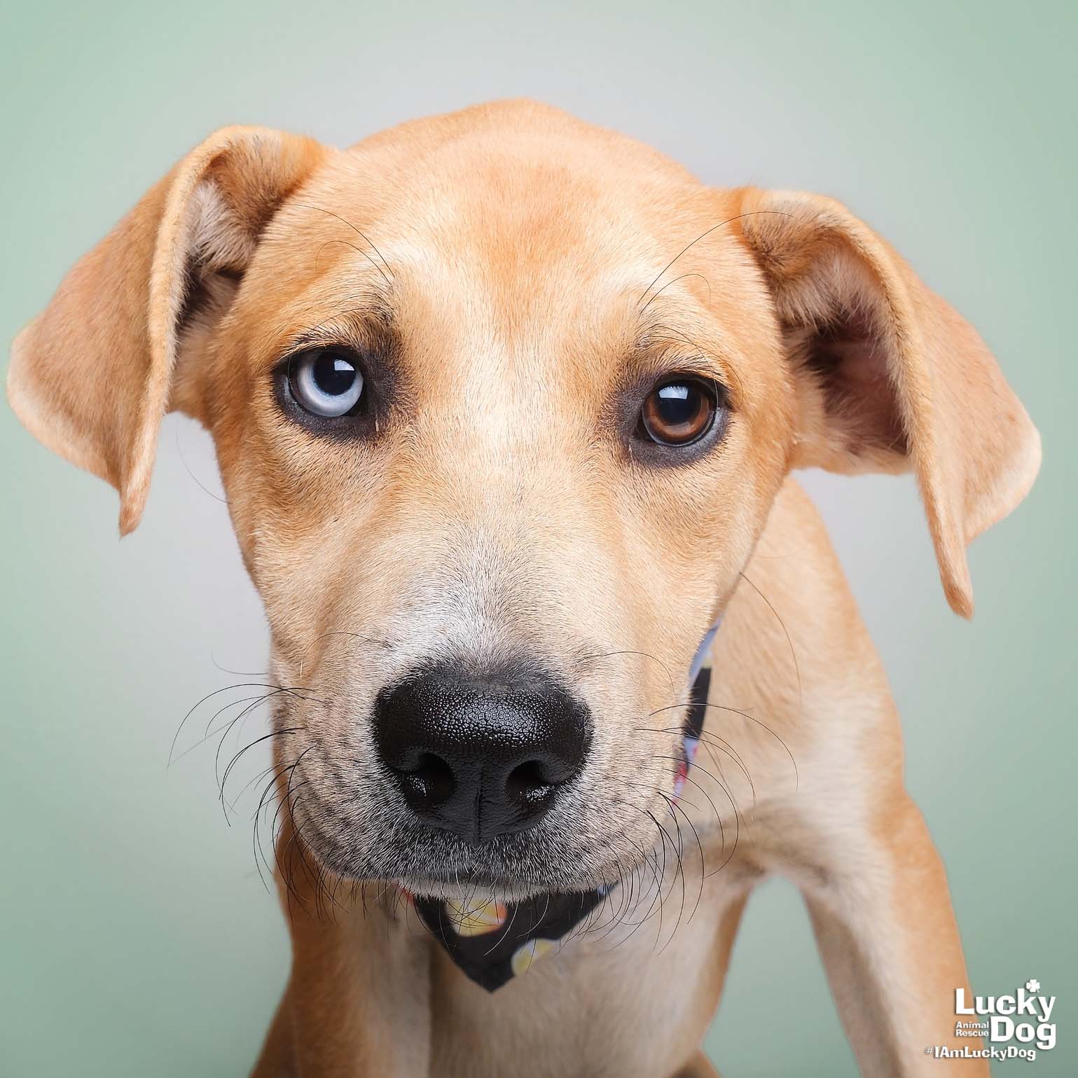adoptable Dog in Washington, DC named Namath