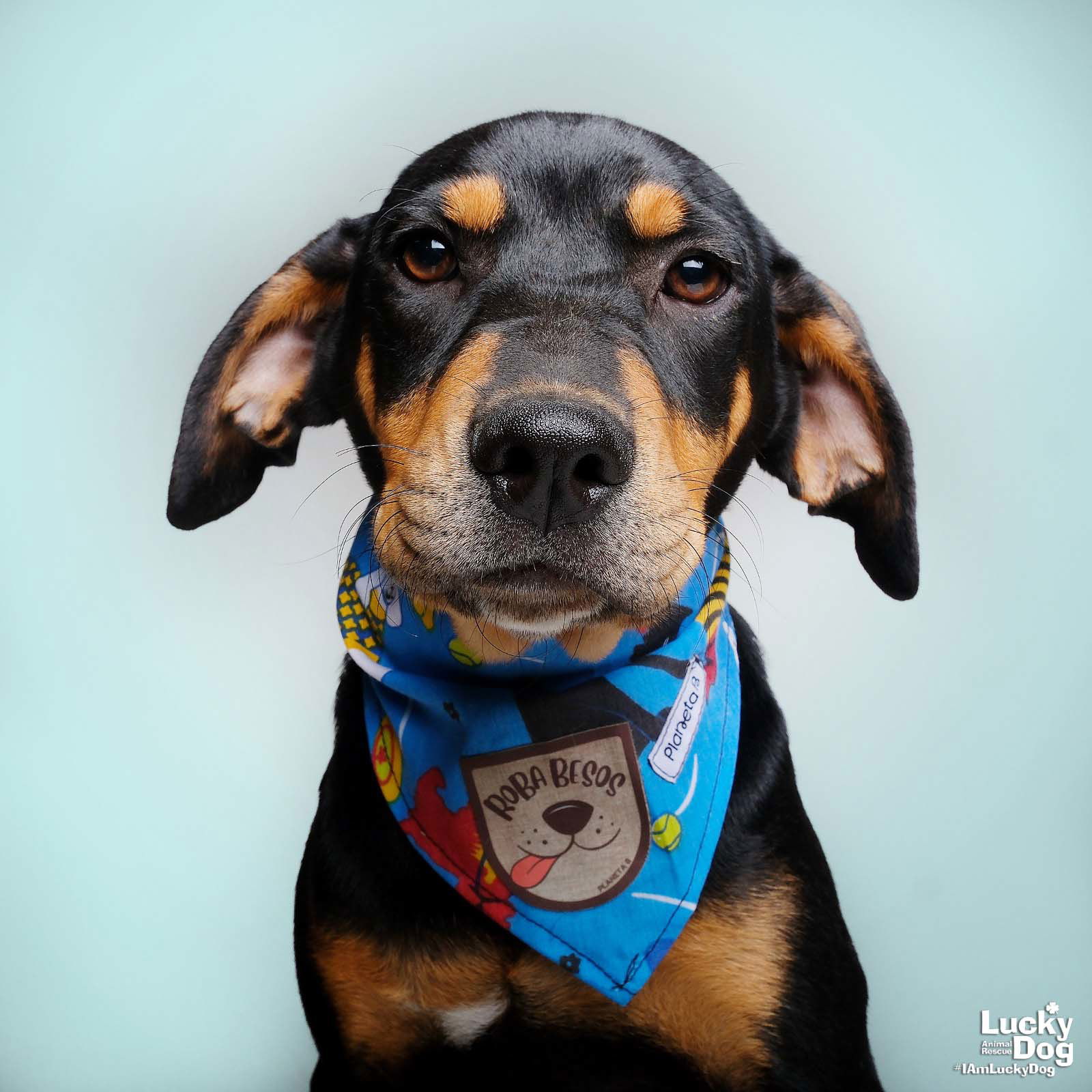 adoptable Dog in Washington, DC named Wilson