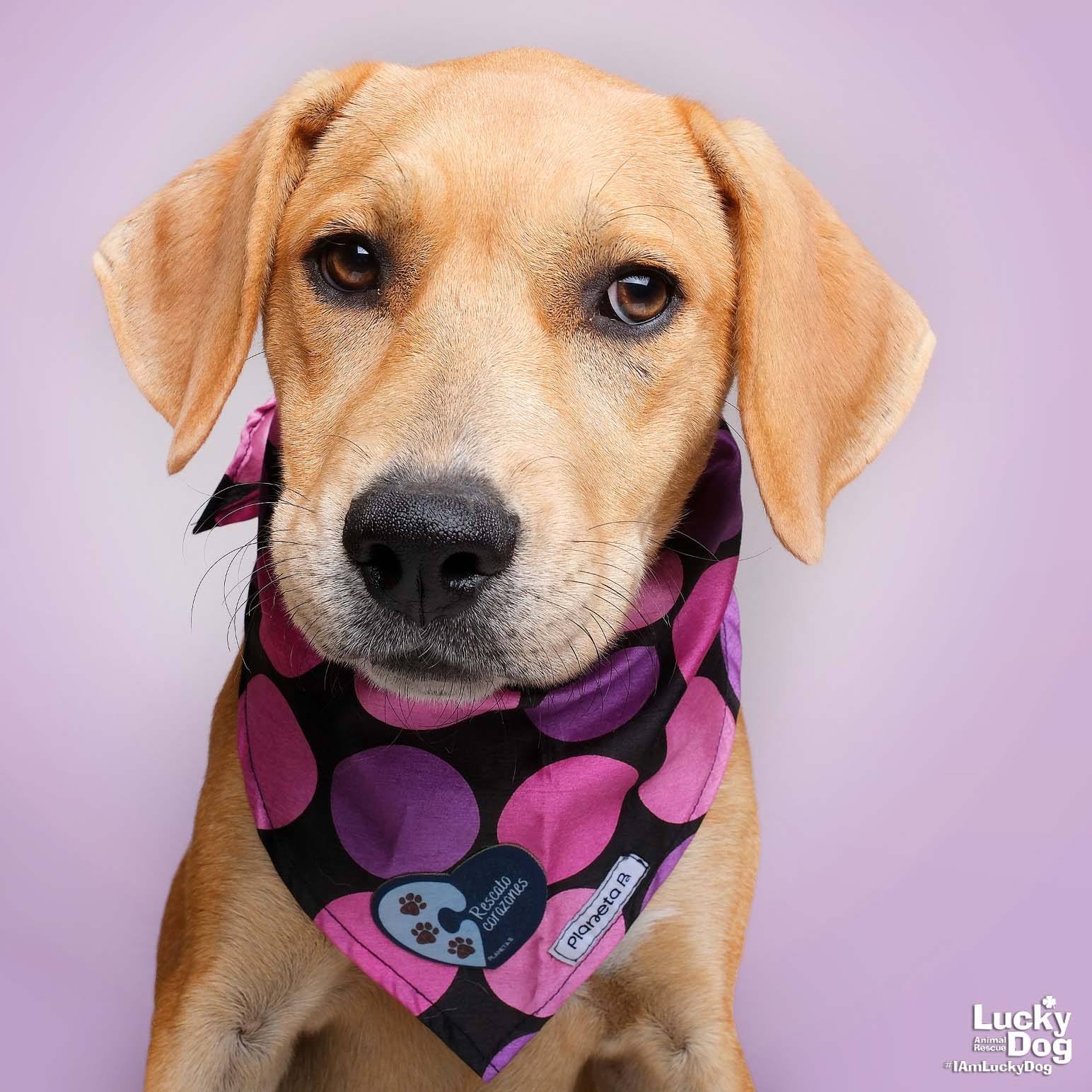 adoptable Dog in Washington, DC named Mary J