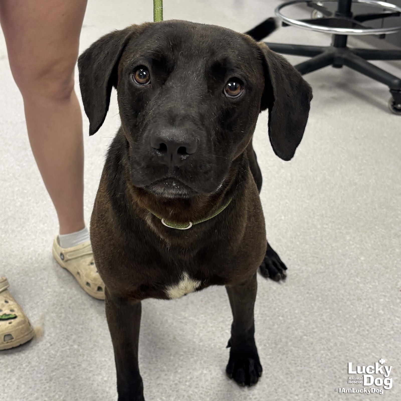 adoptable Dog in Washington, DC named Butterball