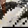 adoptable Dog in  named Butterball