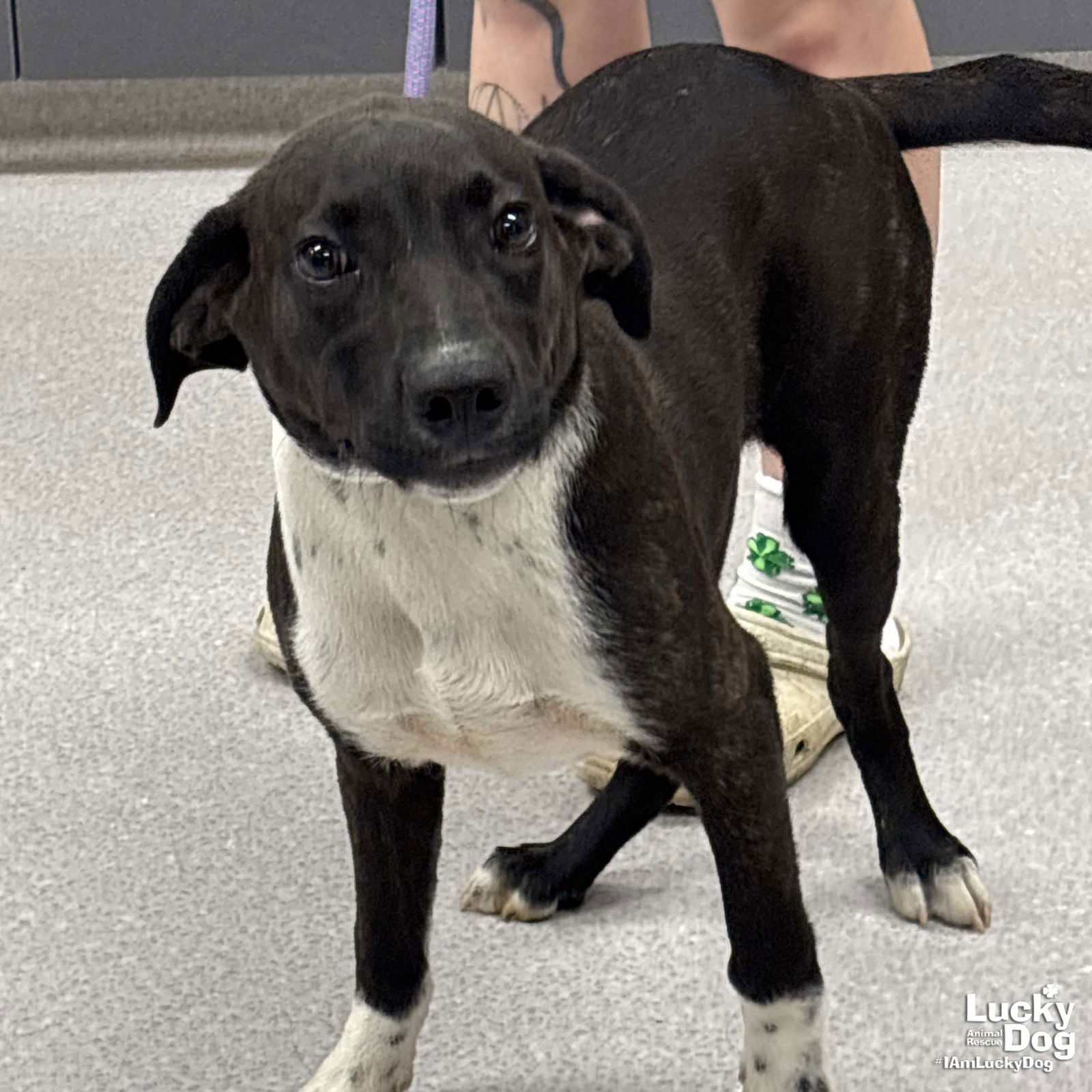 adoptable Dog in Washington, DC named Coco